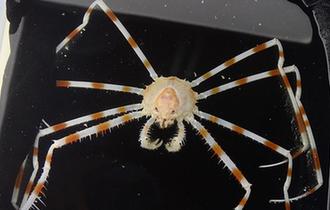 “發現”號在西太平洋採集到刺蛛蟹
