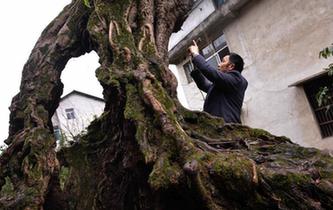 重慶一村莊現“樹堅強” 根部成空心後依然存活
