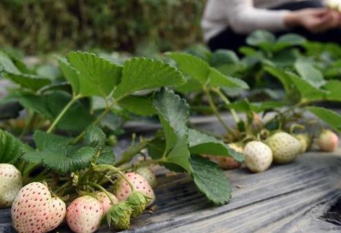 山東平度培育出新品種草莓“白雪公主”