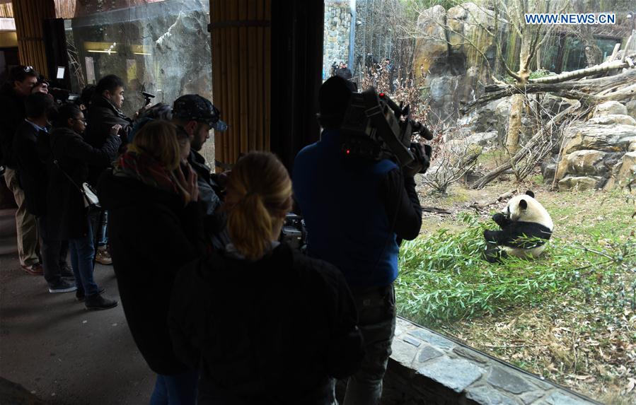 Reporters take pictures and videos of giant panda Bao Bao before she leaves the zoo, in Washington D.C., the United States, Feb. 21, 2017. 
