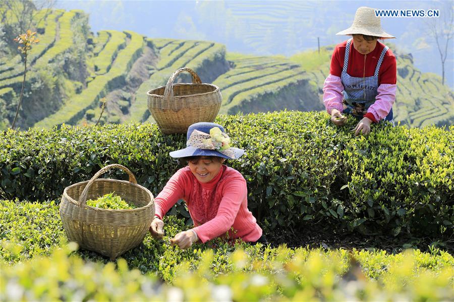 #CHINA-FARMERS-TEA-HARVEST (CN) 