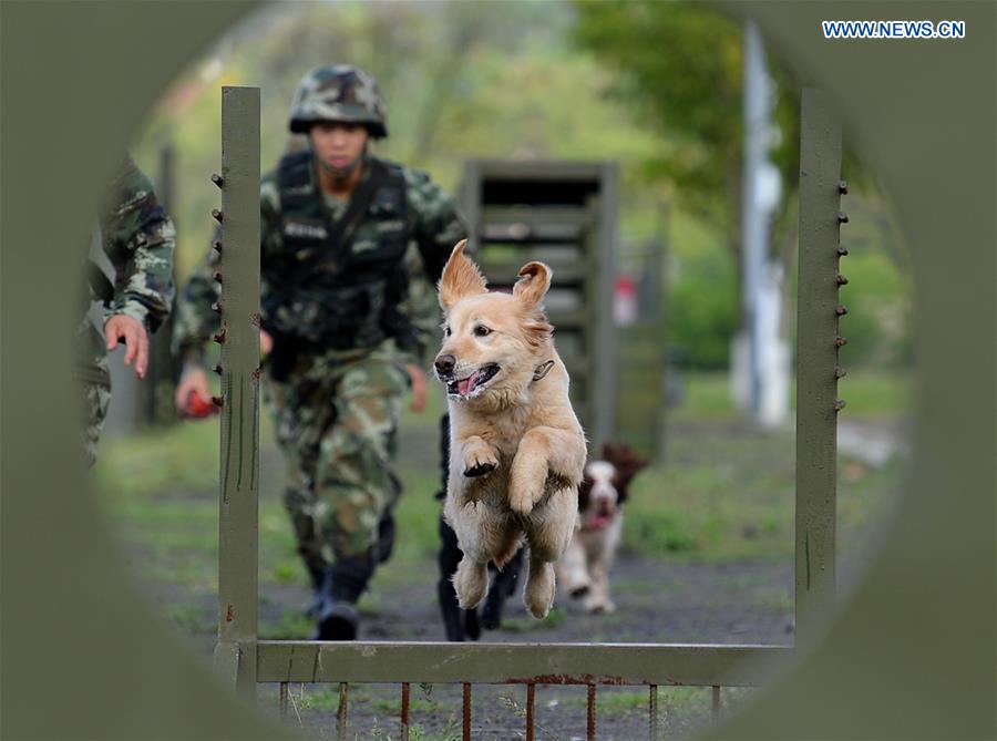 #CHINA-CHONGQING-POLICE DOG (CN)