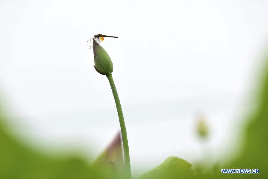 #CHINA-GUANGXI-GUILIN-DRAGONFLY (CN)