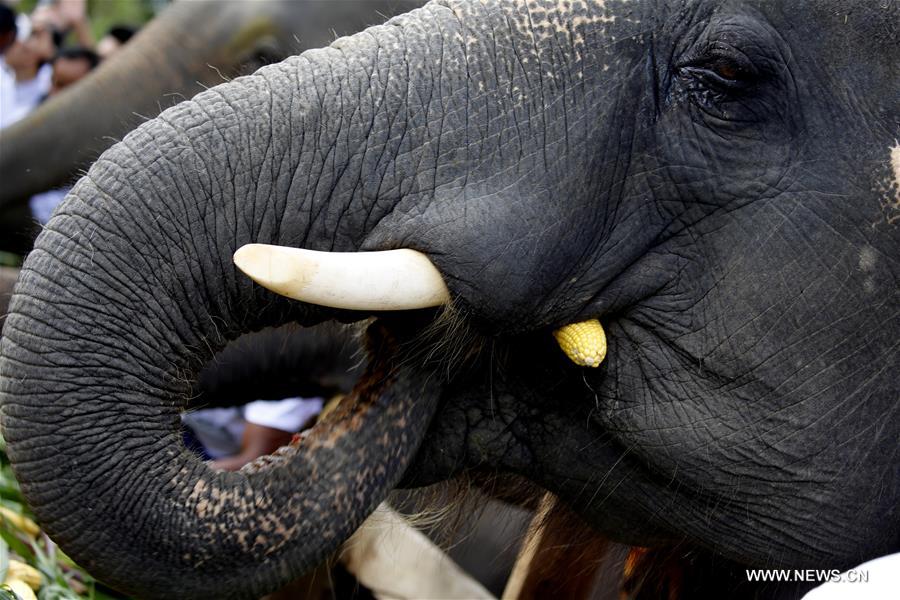 MYANMAR-BAGO-WORLD ELEPHANT DAY