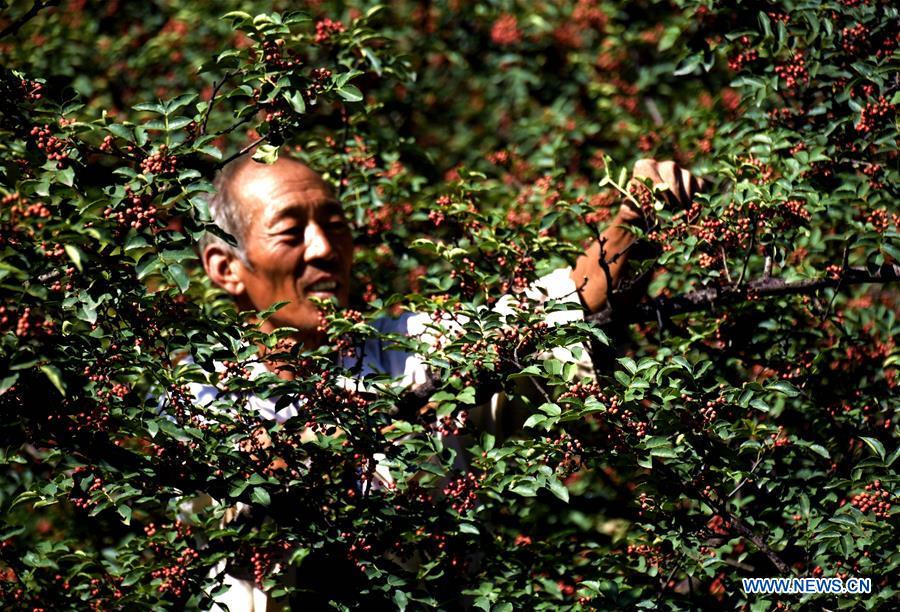CHINA-HEBEI-SICHUAN PEPPERS-HARVEST (CN)