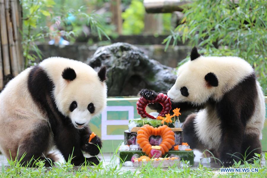 CHINA-SICHUAN-GIANT PANDA TWINS-BIRTHDAY(CN) 