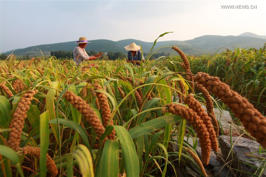 #CHINA-END OF SUMMER-AGRICULTURE(CN)