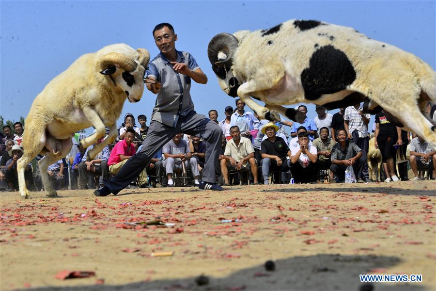 #CHINA-SHANDONG-GOAT FIGHT(CN)