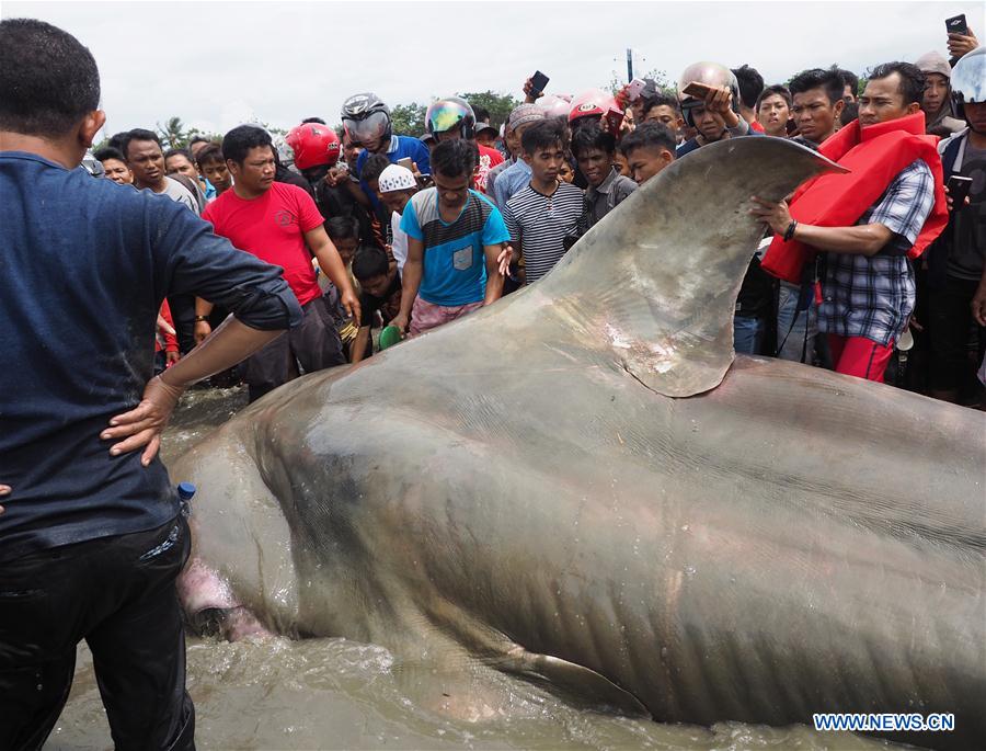 INDONESIA-CENTRAL SULAWESI-WHALE SHARK STRANDED