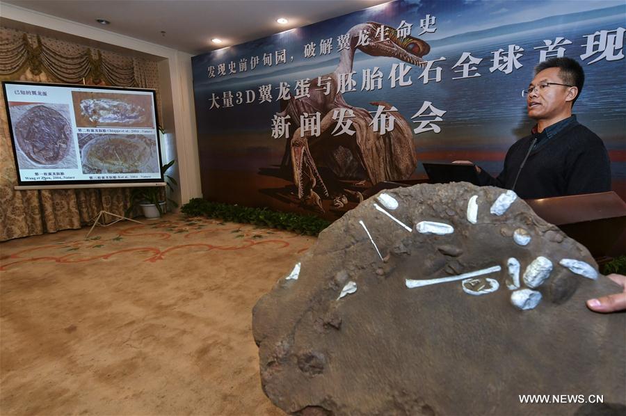 CHINA-XINJIANG-FINDINGS-PTEROSAURS-FOSSILIZED EGGS (CN)