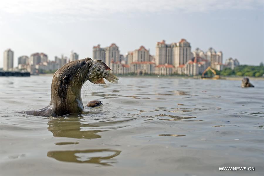 The 13th International Otter Congress organised by International Union for Conservation of Nature (IUCN) will be held in Singapore for the first time from July 3 to 8.