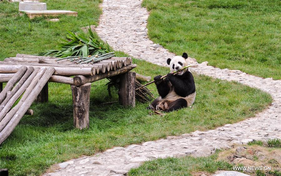 CHINA-HEILONGJIANG-GIANT PANDA (CN)