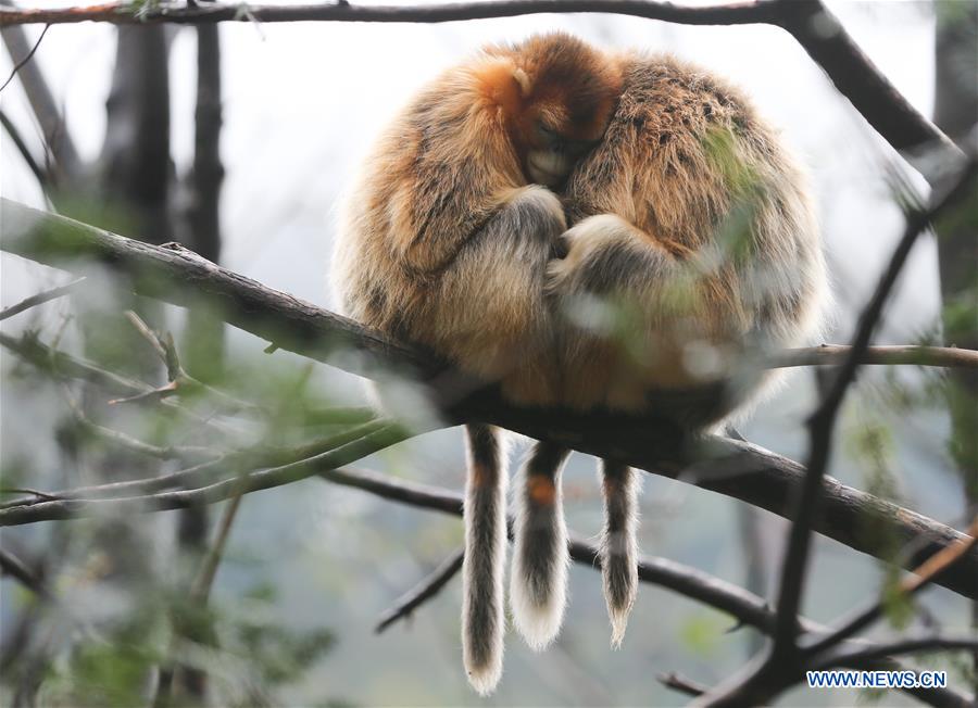 CHINA-SHAANXI-FOPING-GOLDEN MONKEY(CN)