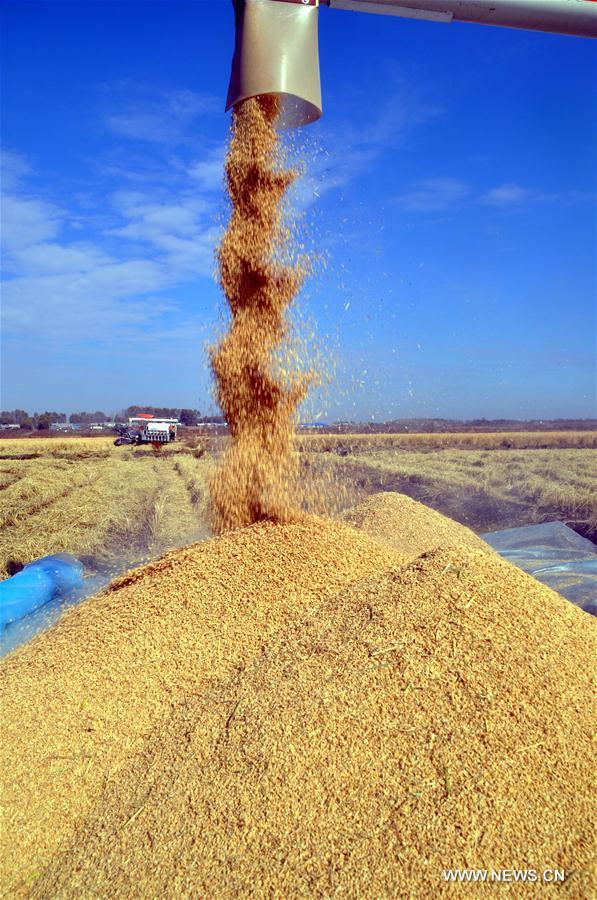 Rice fields in the Heilongjiang Reclamation Area entered into the harvest season. 
