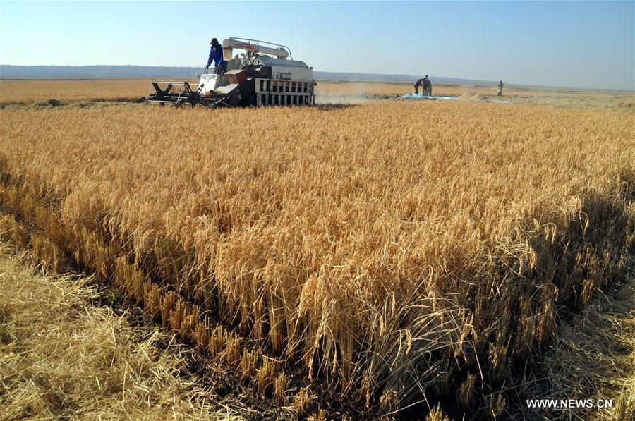 Rice fields in the Heilongjiang Reclamation Area entered into the harvest season. 