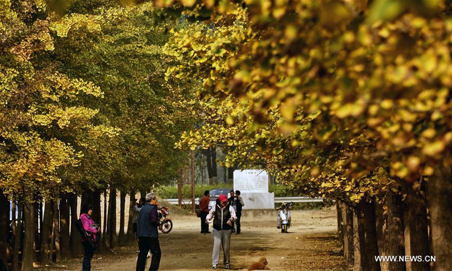 People pick up ginkgo nuts at a plantation in Zhanggezhuang Village of Changping District in Beijing, capital of China, Oct. 13, 2016.