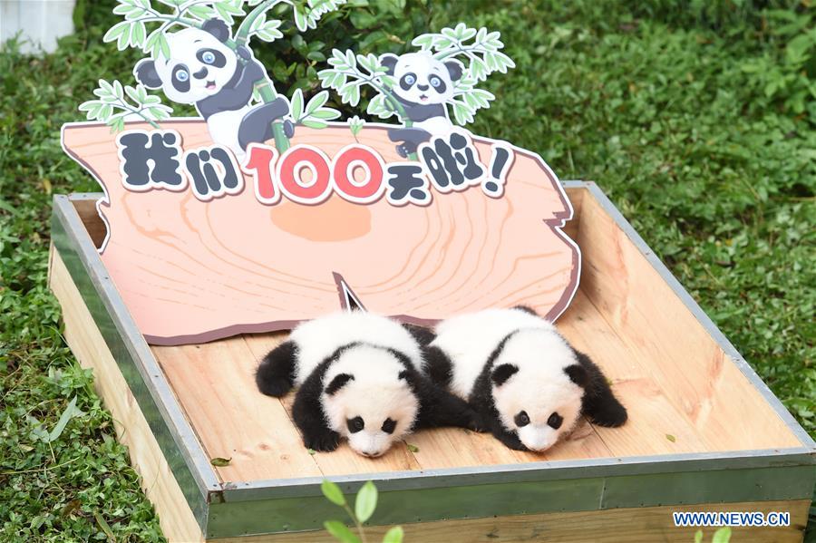 CHINA-CHONGQING-PANDA CUBS-100-DAY  CELEBRATION (CN) 