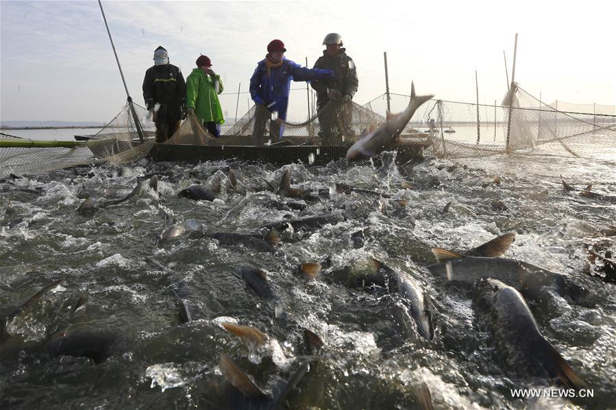#CHINA-JIANGSU-FISH-HARVEST (CN)