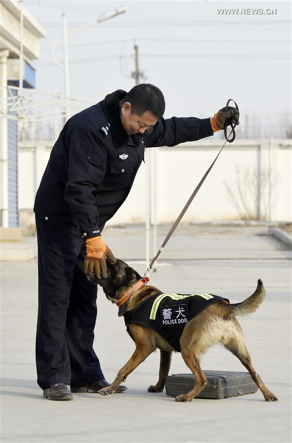 CHINA-YINCHUAN-POLICE DOGS-TRAINING (CN)