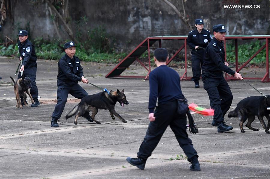 CHINA-GUANGXI-POLICE DOG-TRAINING (CN)