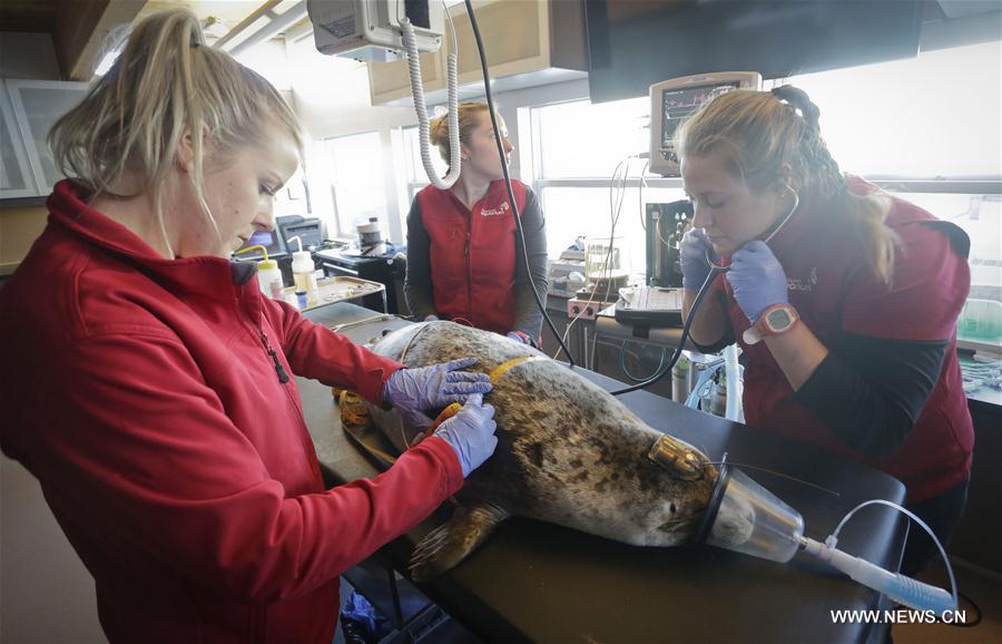 The new hospital facility at the Vancouver Aquarium Marine Mammal Rescue Centre equipped with an exam and surgical room was in full operation on Wednesday.