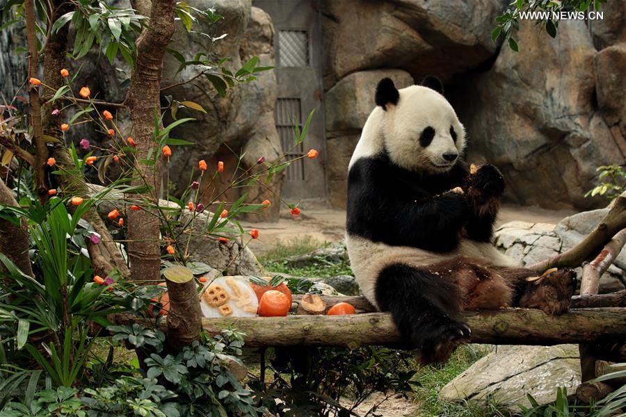 CHINA-HONG KONG-GIANT PANDA
