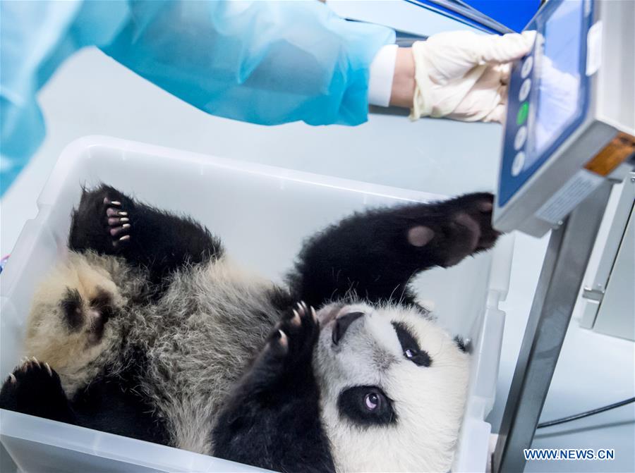 A keeper weighs giant panda Kangkang in Macao Special Administrative Region (SAR), south China, Jan. 11, 2017. Giant pandas Jianjian and Kangkang are twin cubs of Kaikai and Xinxin. The parents were chosen from Chengdu Research Base of Giant Panda Breeding in southwest China's Sichuan Province as a gift of the central government to Macao SAR. The family of four is expected to meet the public together during China's Spring Festival. (Xinhua/Cheong Kam Ka) 