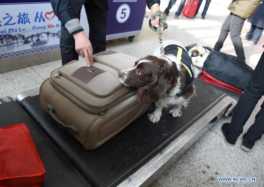 Police dog Tiehu checks a passenger's luggage at the Hefei Railway Station in Hefei, capital of east China's Anhui Province, Jan. 24, 2017. Many police dogs are on duty during China's Spring Festival travel rush between Jan. 13 and Feb. 21. This is the 7th time for Tiehu, an 8-year-old sniffer dog, to serve the travel rush around the Spring Festival, which falls on Jan. 28 this year. (Xinhua/Guo Chen) 