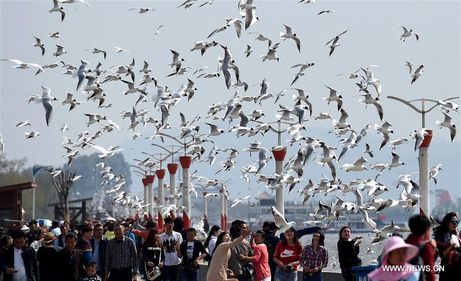  Tens of thousands of black-headed gulls fly to Kunming from northern China every winter in the past 32 years.