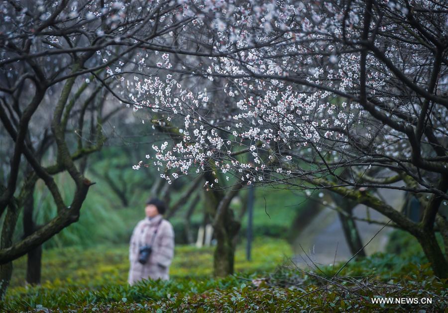 People view plum blossoms in the Chaoshan Scenic Spot of Hangzhou, capital of east China's Zhejiang Province, Feb. 4, 2017.