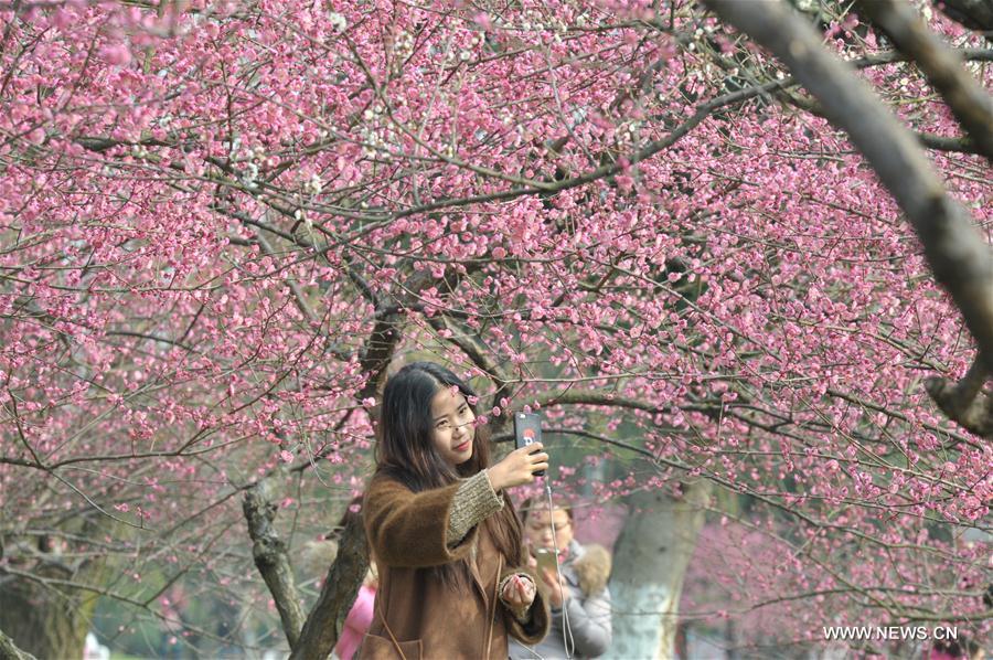 Photo taken on Feb. 9, 2017 shows plum blossoms in Juzizhou Scenic Spot in Changsha, capital of central China's Hunan Province.