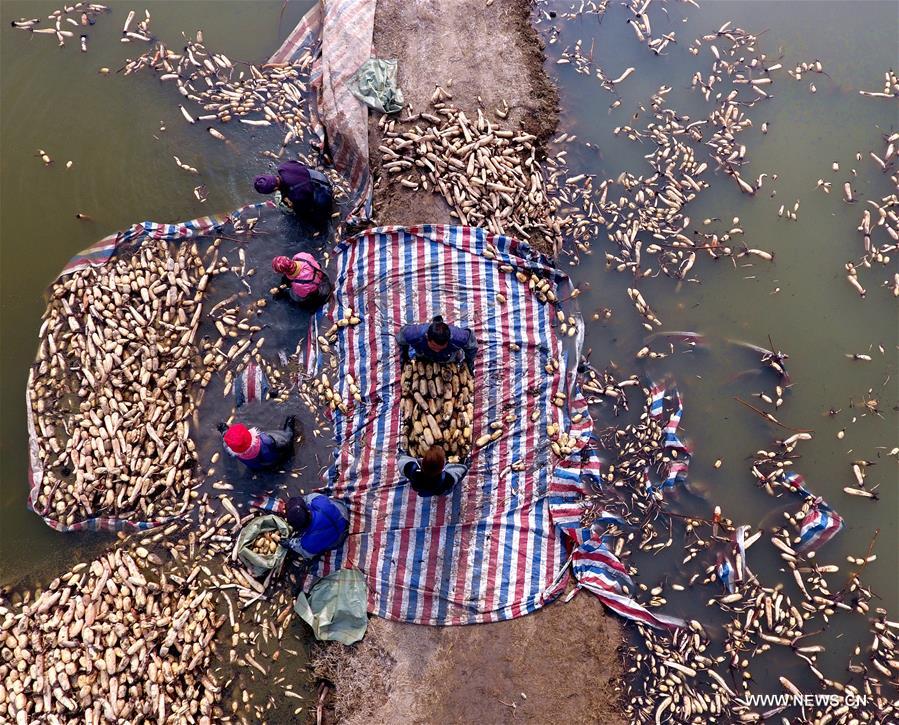 Local people started the laborious work to collect lotus roots recently as the harvest season came.ST (CN)