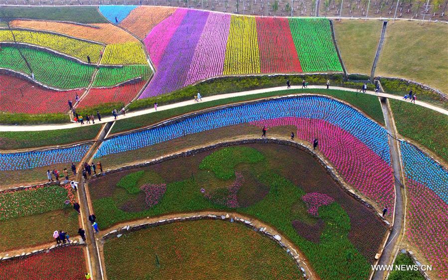 Aerial photo taken on Feb. 25, 2017 shows the scenery of tulip fields in Xinyu, east China's Jiangxi Province. 