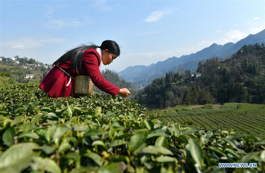 #CHINA-HUBEI-ENSHI-TEA PICKING(CN)