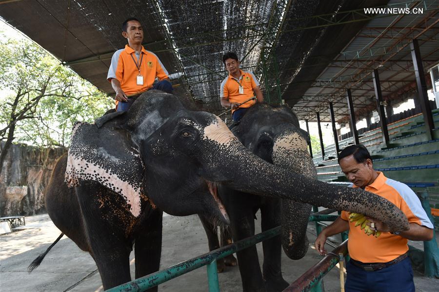 Mahouts interact with Asian elephants at a zoo in central Thailand's Chonburi Province, March 1, 2017. 