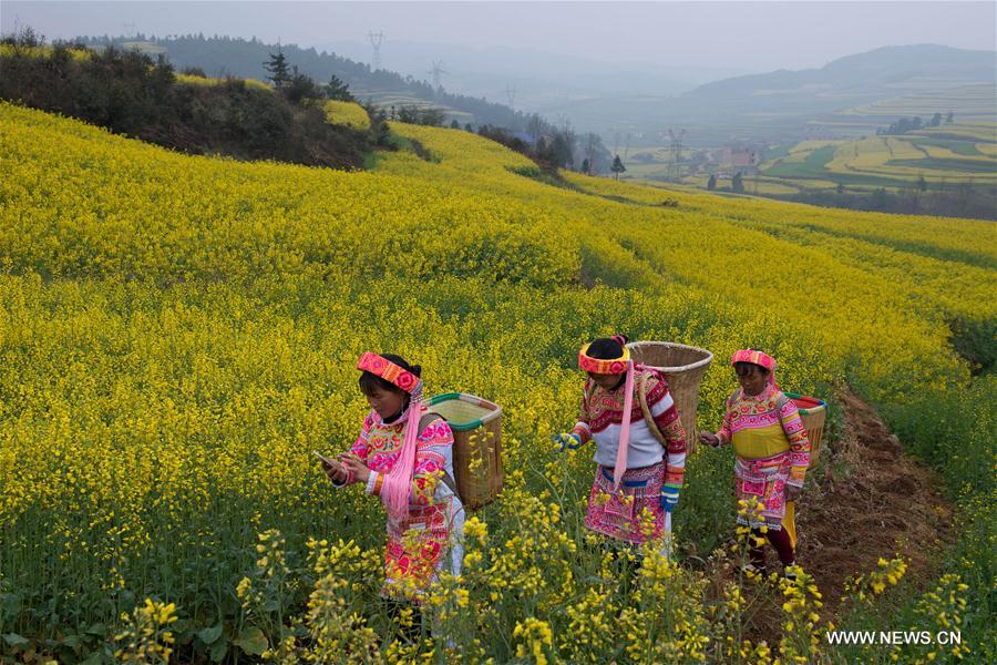 CHINA-YUNNAN-RAPE FLOWER BLOSSOMING (CN)