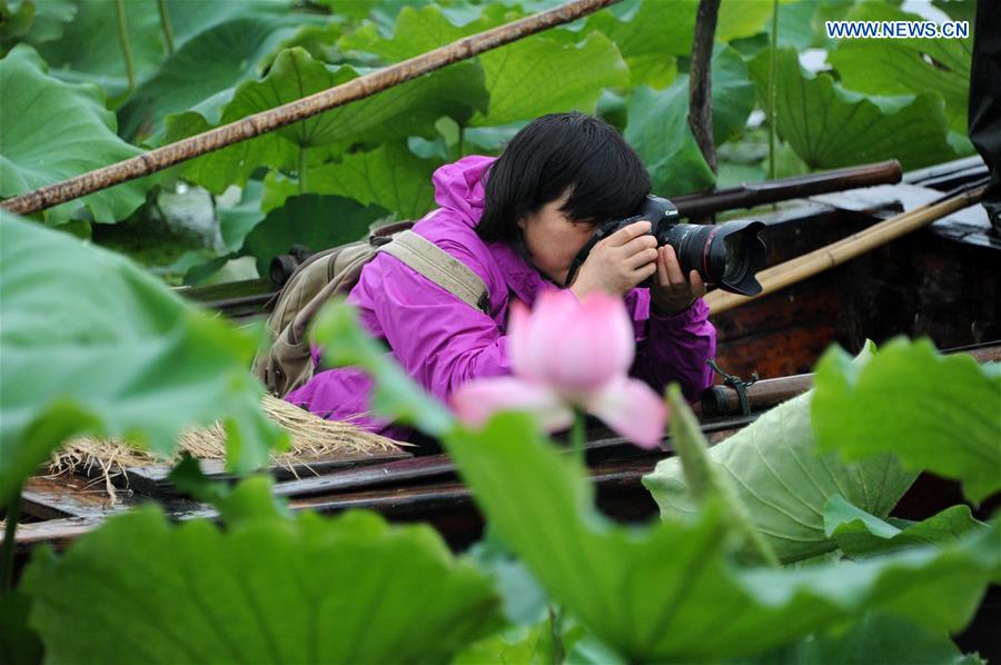 Liang Xuefang takes photos of lotus for inspiration in Suzhou, east China's Jiangsu Province, June 26, 2015. Liang Xuefang is famous for her creative embroidery works on traditional Chinese subjects, including the masterpiece 'The Charm of Lotus' which was collected by the British Museum in 2013. 
