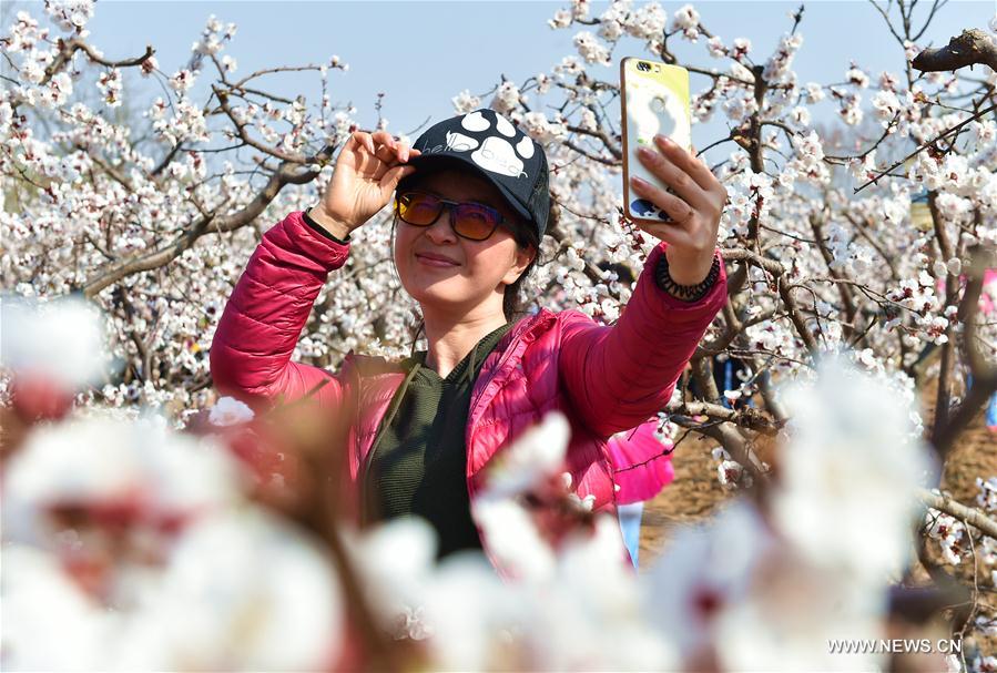 A woman takes selfie at an apricot farm in Xiaxian County under Yuncheng City, north China's Shanxi Province, March 14, 2017.