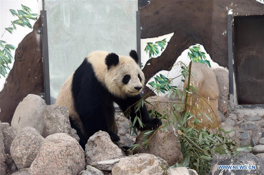 Giant panda Shu Lan plays at Lanzhou Zoo in Lanzhou, capital of northwest China's Gansu Province, March 16, 2017. The 23-year-old giant panda will leave Lanzhou on Thursday to return to its hometown in southwest China's Sichuan Province due to health concerns. The Lanzhou zoo held a farewell party for Shu Lan on Thursday morning. Many locals came to say goodbye. Experts said Shu Lan is in normal health, but concluded that she has shown some symptoms of aging, such as weight loss. Her age is equivalent to about 70 human years. Therefore, experts suggested sending Shu Lan to a conservation and research center for Giant Panda in Sichuan to help her maintain her health. (Xinhua/Fan Peishen)