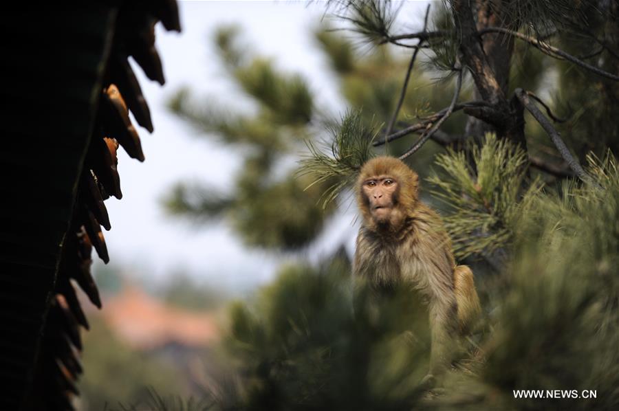 A macaque rests on the branch in the scenic area of Shuangta Mountain in Chengde, north China's Hebei Province, March 16, 2017. (Xinhua/Wang Liqun) 