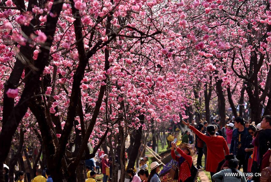 Visitors view the cherry blossoms at a park in Kunming, capital of southwest China's Yunnan Province, March 16, 2017. (Xinhua/Lin Yiguang)