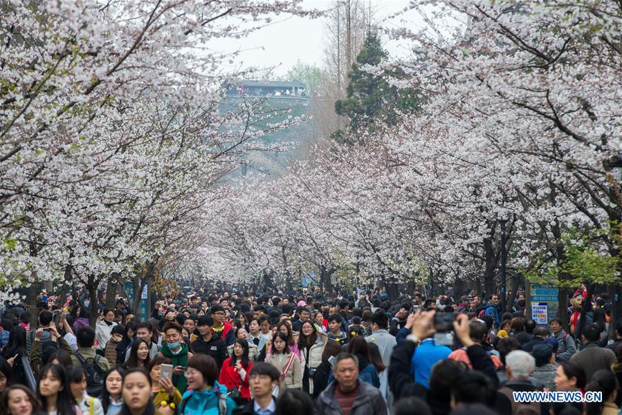 People enjoy cherry blossoms on Jimingsi Road in Nanjing, capital of east China's Jiangsu Province, March 18, 2017. (Xinhua/Su Yang)  