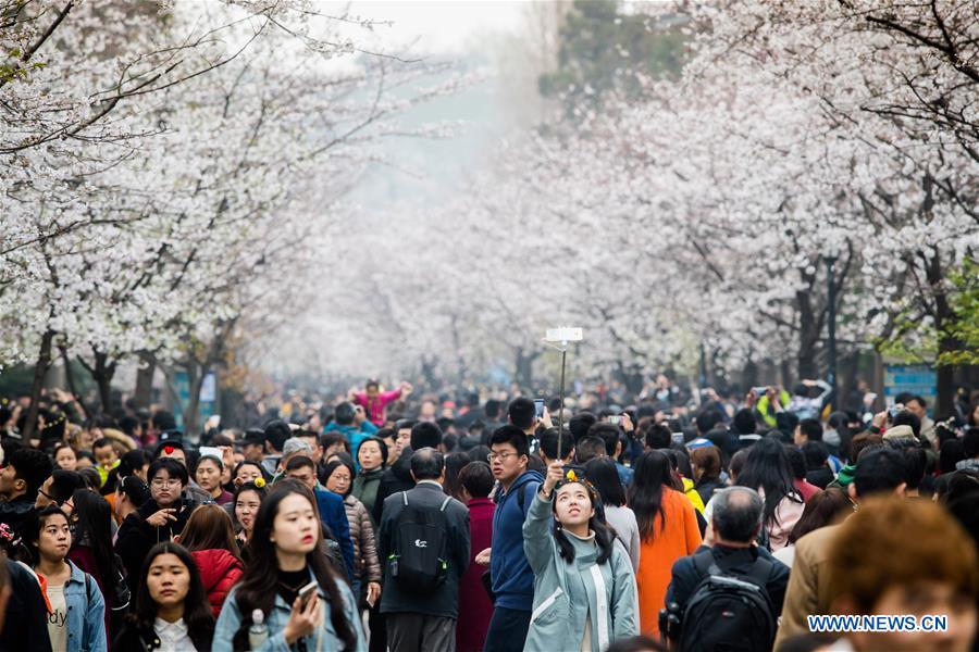 People enjoy cherry blossoms on Jimingsi Road in Nanjing, capital of east China's Jiangsu Province, March 18, 2017. (Xinhua/Liu Song) 