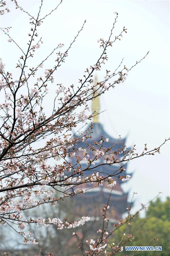 Photo taken on March 18, 2017 shows cherry blossoms at the Jiming Temple in Nanjing, capital of east China's Jiangsu Province. (Xinhua/Yang Suping) 