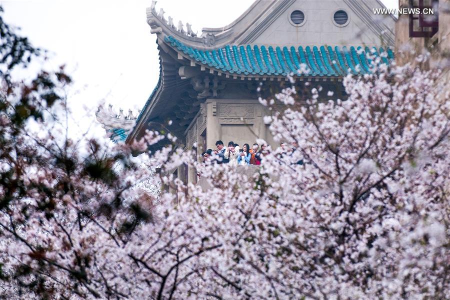 #CHINA-WUHAN-CHERRY BLOSSOMS (CN) 