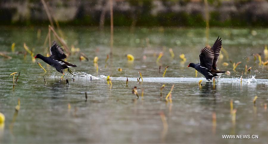 316 species of wild birds have been found in Mingxi County, 60 percent of that of the whole province of Fujian, which attracts lots of visitors.