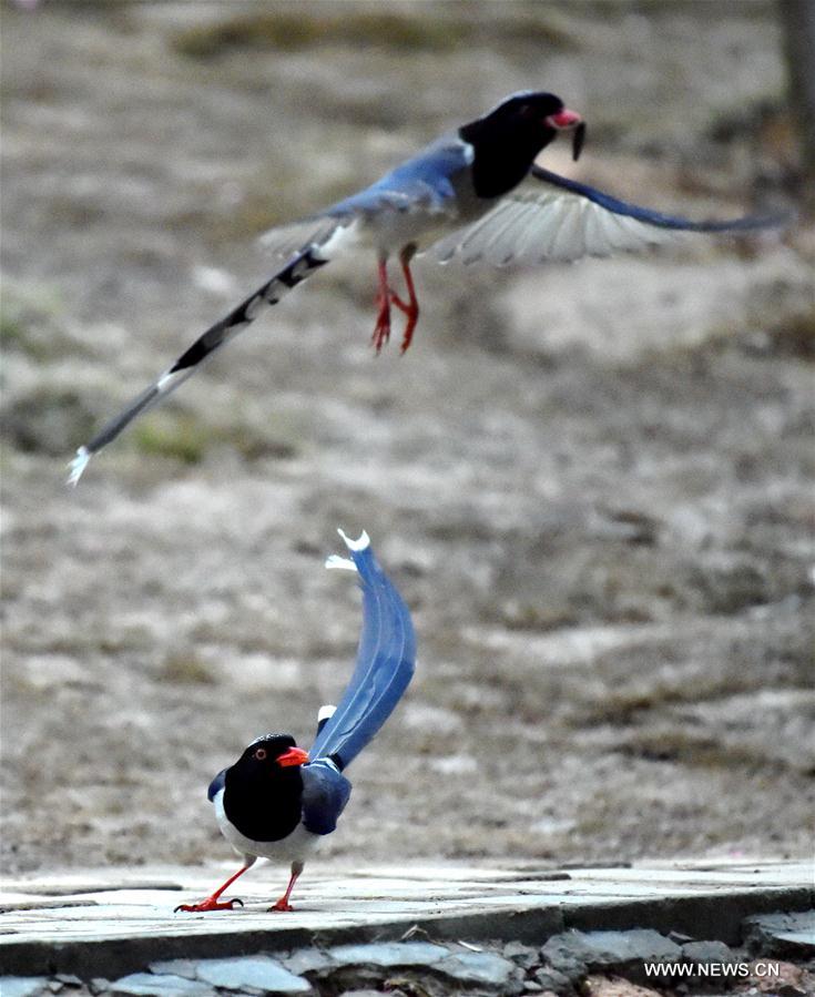 316 species of wild birds have been found in Mingxi County, 60 percent of that of the whole province of Fujian, which attracts lots of visitors.