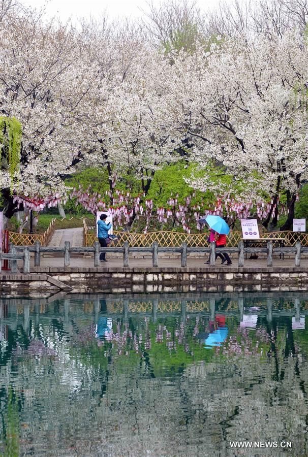 Tourists walk under cherry blossoms in Wulongtan Park, or Five Dragon Pools Park, in Jinan, capital of east China's Shandong Province, March 24, 2017. (Xinhua/Zhu Zheng) 