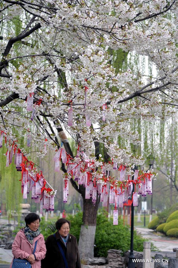 Tourists walk under cherry blossoms in Wulongtan Park, or Five Dragon Pools Park, in Jinan, capital of east China's Shandong Province, March 24, 2017. (Xinhua/Zhu Zheng) 