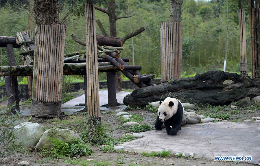 Photo taken on March 24, 2017 shows the giant panda Bao Bao at the Dujiangyan base of the China Conservation and Research Center for the Giant Panda in southwest China's Sichuan Province. Bao Bao, a giant panda born in the United States, ended its one-month quarantine here on Friday after returning to China. (Xinhua/Xue Yubin) 